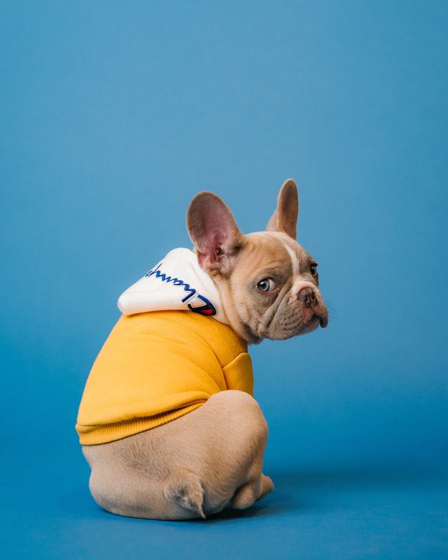 Barkery & Paws