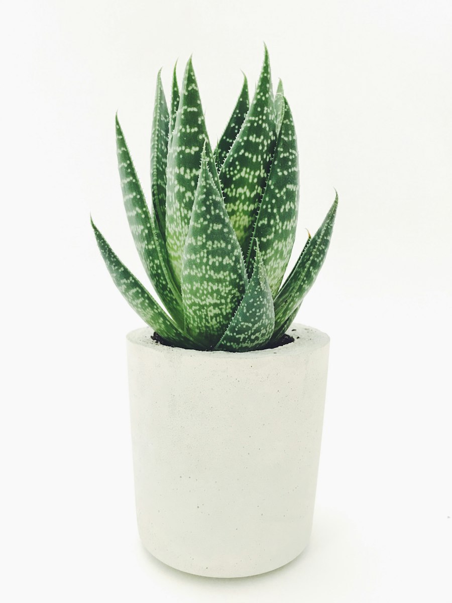 Desert Flora